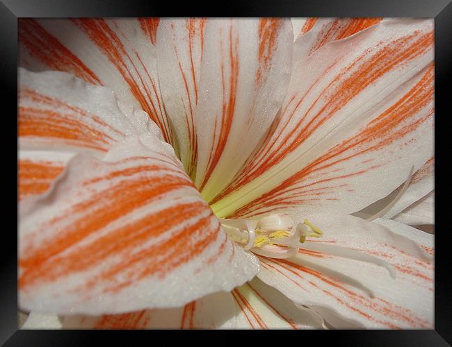 Natural Amaryllis Framed Print by Heather Gale