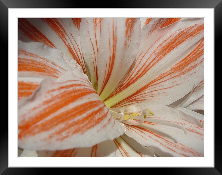 Natural Amaryllis Framed Mounted Print by Heather Gale