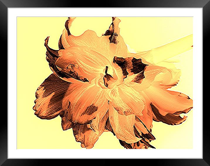 Amaryllis Terracotta Framed Mounted Print by Heather Gale
