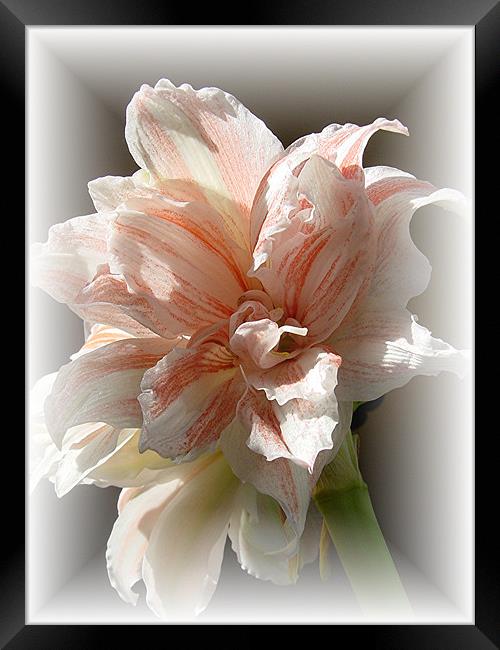 Amaryllis in soft frame Framed Print by Heather Gale