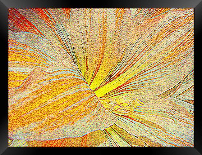 Amaryllis in orange red and yellow - sketch style Framed Print by Heather Gale