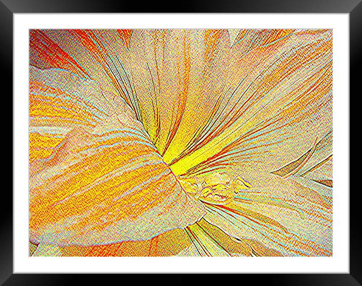 Amaryllis in orange red and yellow - sketch style Framed Mounted Print by Heather Gale