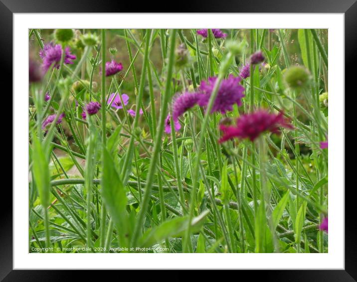 Stopping to metamorphize in a Wild Flower Meadow Framed Mounted Print by Heather Gale