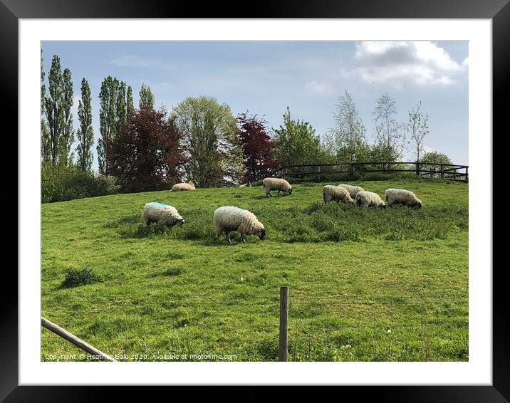 Lazy sheep on a sunny afternoon. Framed Mounted Print by Heather Gale