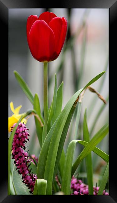 Red Tulip or pink caterpillar Framed Print by Andrew Berry