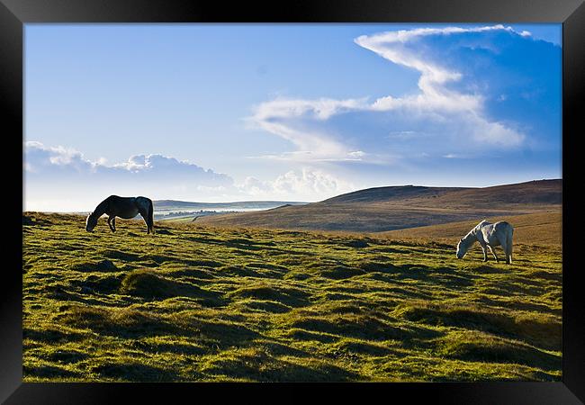 Wild Ponies Bodmin Moor Framed Print by David Wilkins