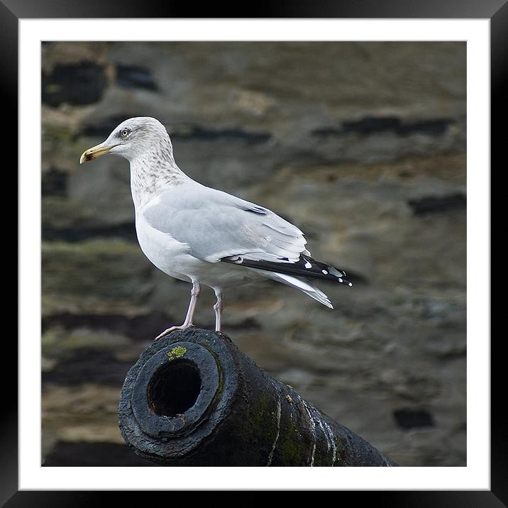 Port Isaac Gull Framed Mounted Print by David Wilkins