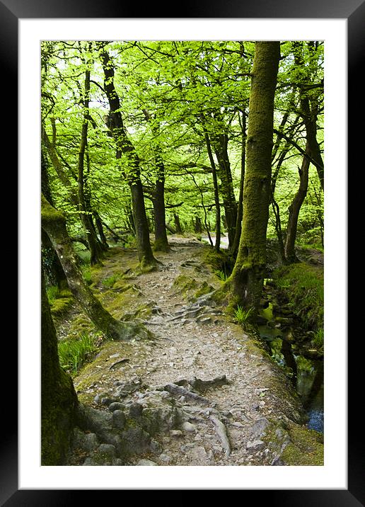 Path to Golitha Falls Framed Mounted Print by David Wilkins