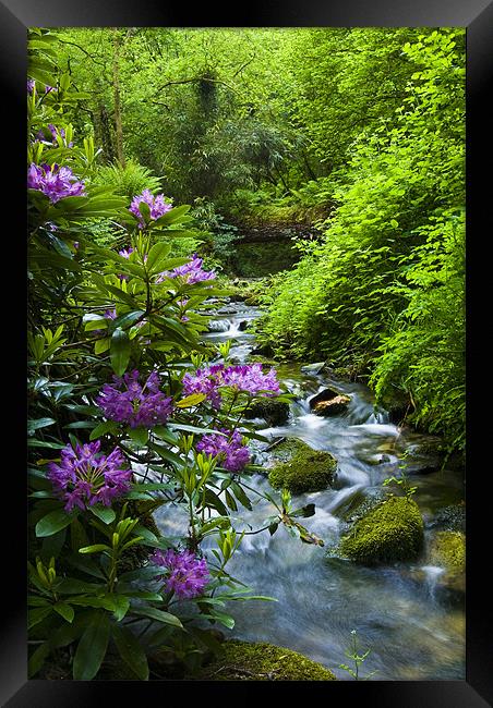 St Nectans Glen II Framed Print by David Wilkins