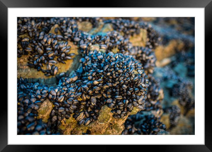 Mussels Framed Mounted Print by David Wilkins