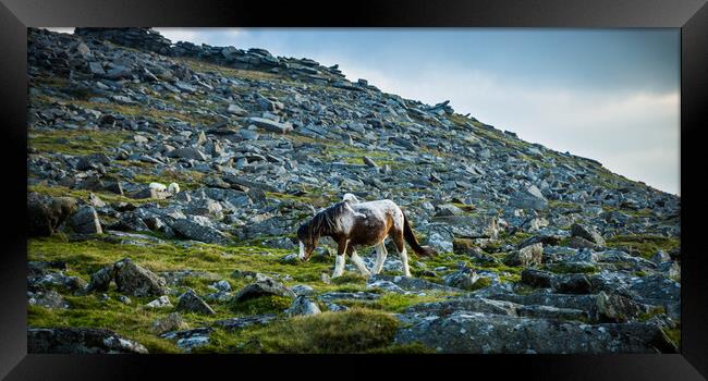 Pony on Bodmin Moor Framed Print by David Wilkins