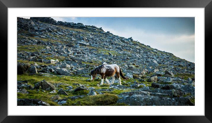 Pony on Bodmin Moor Framed Mounted Print by David Wilkins