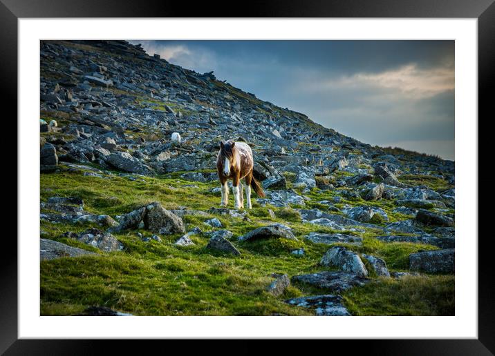 Moorland Pony Framed Mounted Print by David Wilkins