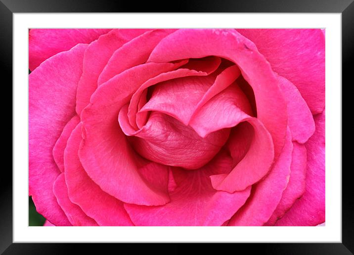Pretty in Pink Framed Mounted Print by Clare FitzGerald