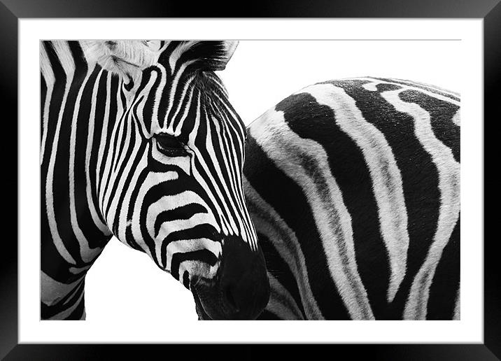 Zebra Crossing Framed Mounted Print by Clare FitzGerald