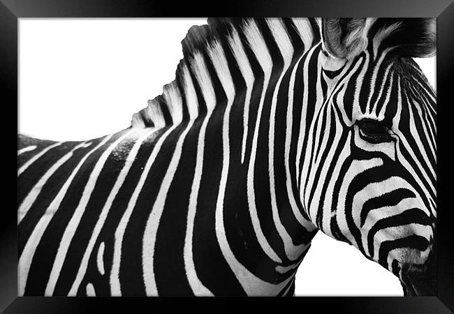 Spot the Stripes Framed Print by Clare FitzGerald