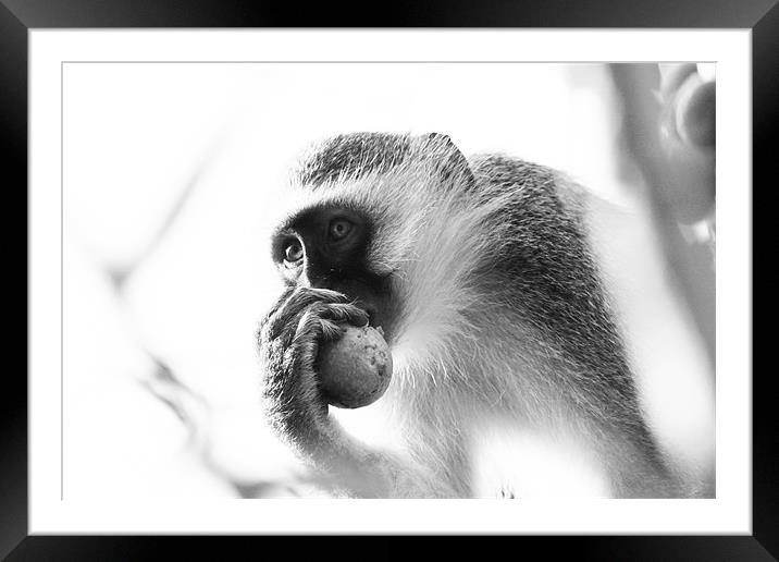 Cheeky Monkey Framed Mounted Print by Clare FitzGerald