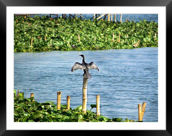 On the Top Framed Mounted Print by Ashley lakra
