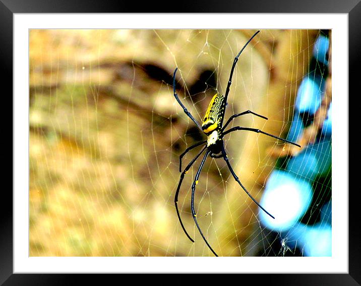 Spider Framed Mounted Print by Ashley lakra