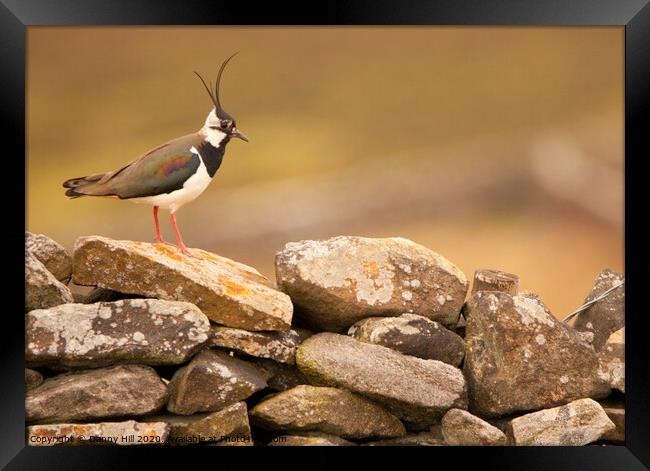 Lapwing on Yorkshire Dry Stone Wall Framed Print by Danny Hill