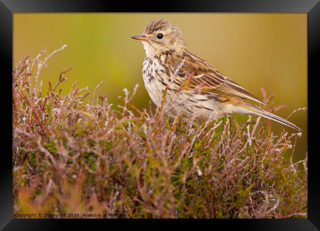 Meadow Pipit on South Pennine Moors Framed Print by Danny Hill