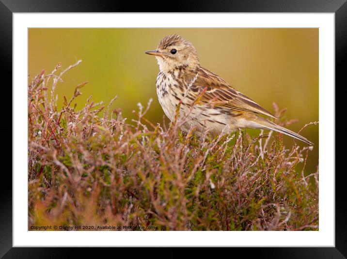 Meadow Pipit on South Pennine Moors Framed Mounted Print by Danny Hill