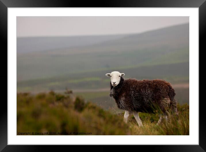 Lone sheep on moorland Framed Mounted Print by Danny Hill