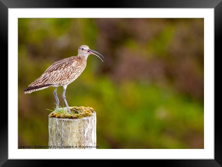 Culew on the South Pennine Moors Framed Mounted Print by Danny Hill