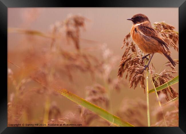 Autumn Stonechat Framed Print by Danny Hill