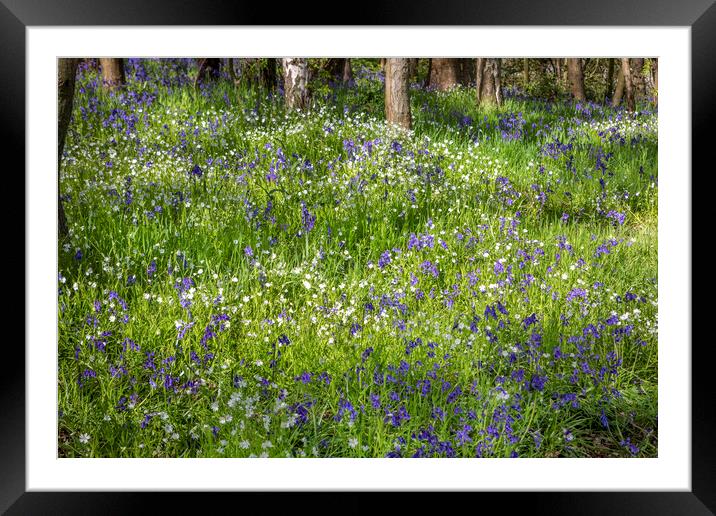 Woodland Flora Framed Mounted Print by David Hare