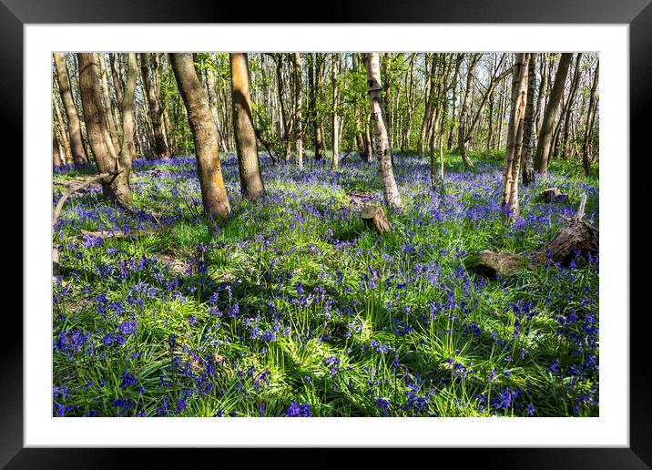 Carpet of Bluebells Framed Mounted Print by David Hare