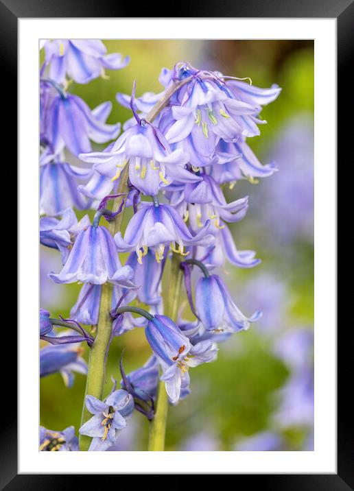 Bluebells May 21 Framed Mounted Print by David Hare