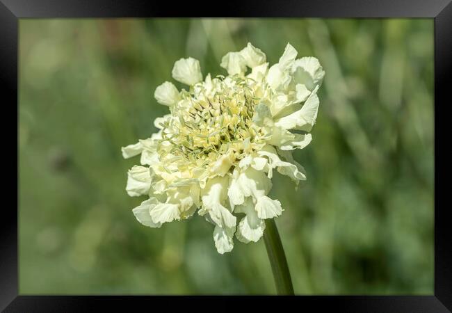 Scabiosa columbaria Framed Print by David Hare