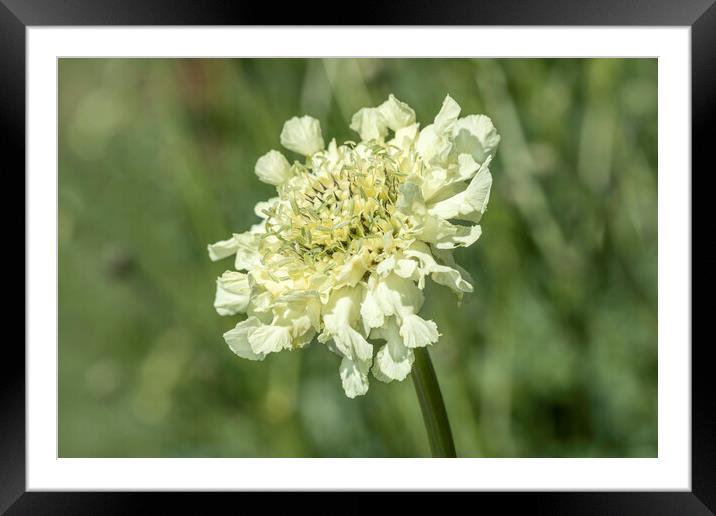 Scabiosa columbaria Framed Mounted Print by David Hare