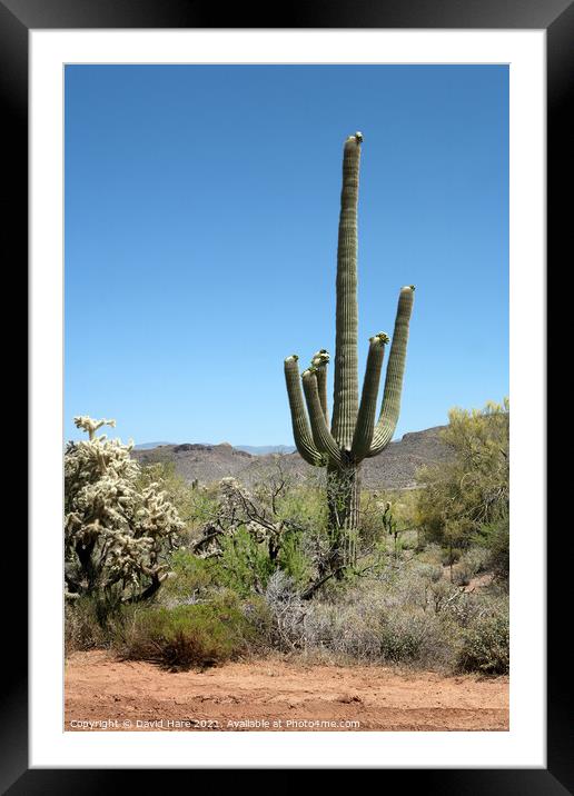 Saguaro Cactus Framed Mounted Print by David Hare