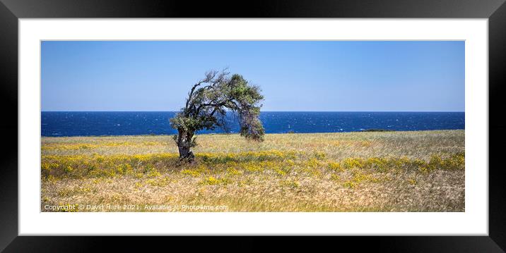 Single Cypriot Tree Framed Mounted Print by David Hare