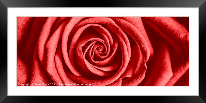 Red Rose Framed Mounted Print by David Hare