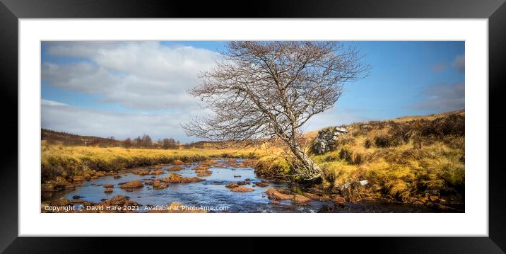 Riverside Tree in the Highlands of Scotland. Framed Mounted Print by David Hare