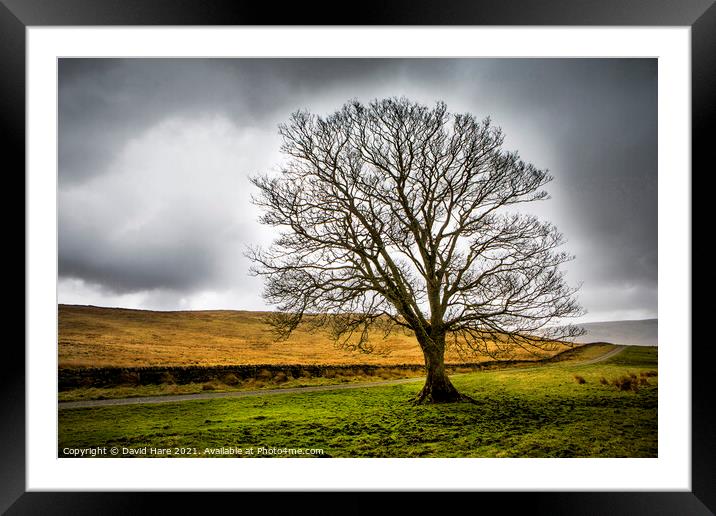 Cumbrian tree Framed Mounted Print by David Hare