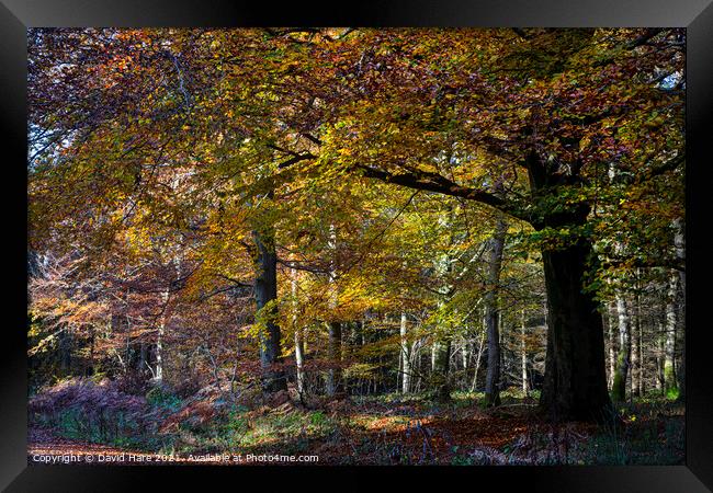 Autumnal woodland Framed Print by David Hare