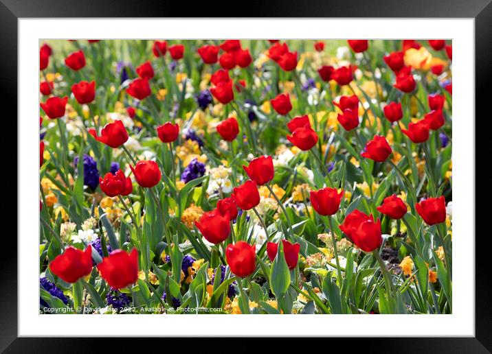 Red Tulips Framed Mounted Print by David Hare