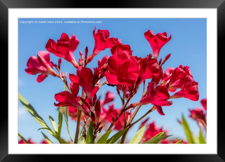 Red Flowers Framed Mounted Print by David Hare