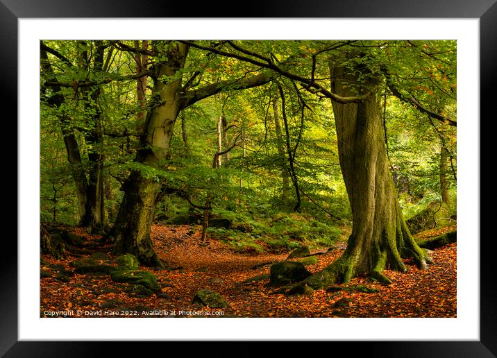 Padley Gorge Woodland Framed Mounted Print by David Hare