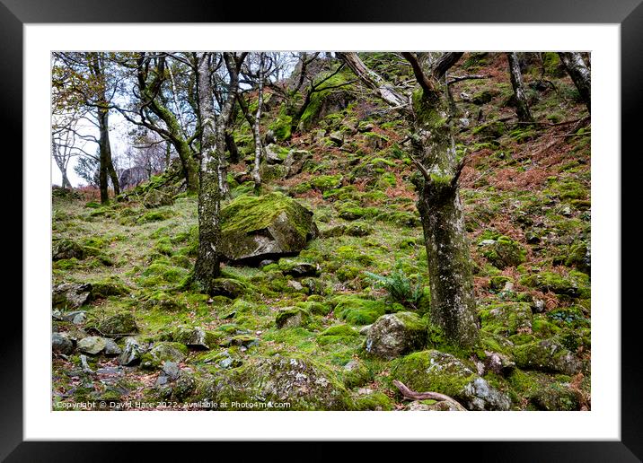Borrowdale Mossy Woodland Framed Mounted Print by David Hare