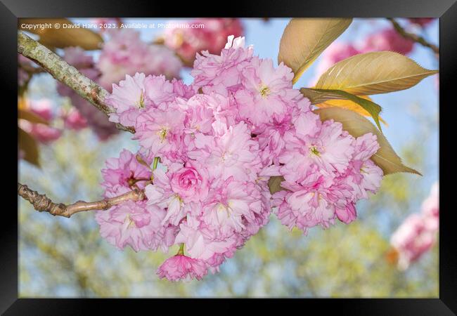 Pink Spring Blossom Framed Print by David Hare