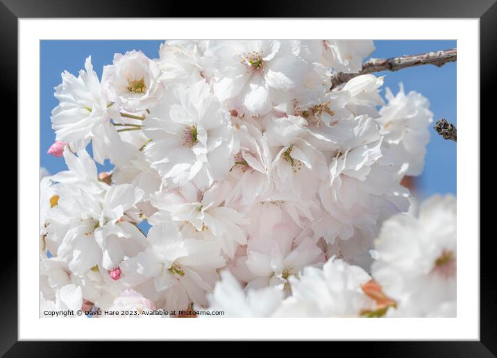 White Blossoms Framed Mounted Print by David Hare