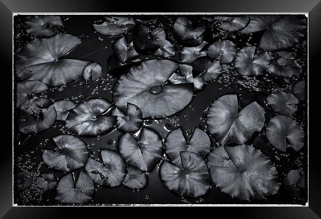 Water Lillies Framed Print by David Hare