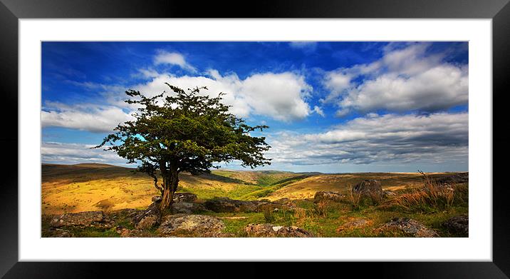 Dartmoor Tree Framed Mounted Print by David Hare