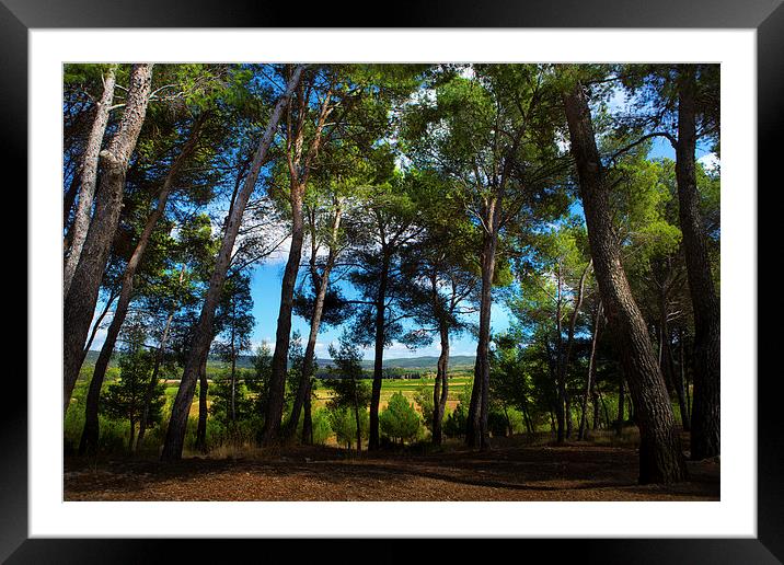 French Woodland Framed Mounted Print by David Hare