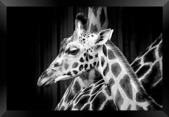 Giraffe Framed Print by David Hare